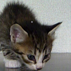 6/2 写真更新！好奇心旺盛で声の大きなキジ白の男の子 - 猫