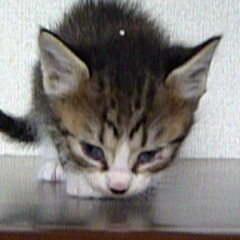 6/2 写真更新！好奇心旺盛で声の大きなキジ白の男の子 − 滋賀県
