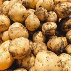 1KG250円 新じゃが とうや サイズ不選別 じゃがいも 農家の画像