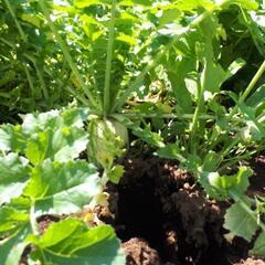 野菜づくりしてみませんか🌱