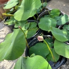 蕾付きハスですの画像
