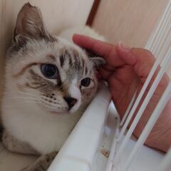 【一旦募集停止】そのキレイな瞳は何を訴えかける・・