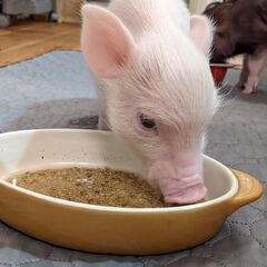 【Piglets HOTEL】
