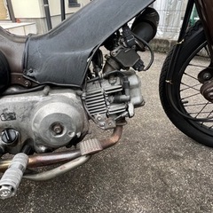 カブ(juju)の画像