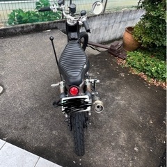 カブ(juju)の画像