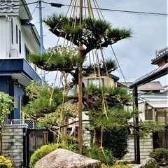 🍓 剪定  お庭再生🙂 植木🪚✂️作業💈         - 地元のお店