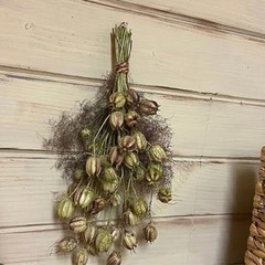 ニゲラ