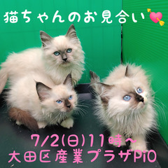 3月生ラグドール3頭(トライアウト猫)