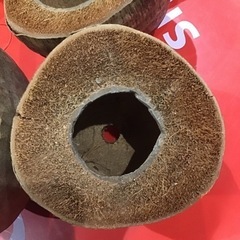ヤシの実の鉢の画像