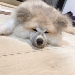 アレルギー症状がでてしまい、現在呼吸困難やめまいといった症状が出...
