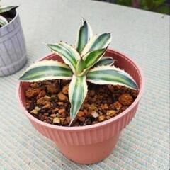 受渡予定者有　アガベ　五色万代