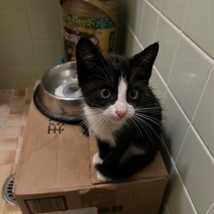 生後3〜4週間ほどの子猫