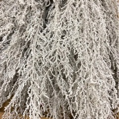 ストエベ　他の植物と一緒に花瓶にさしたら素敵、朽ち知らずくらい長持ちの画像