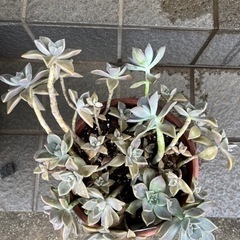 10年以上の朧月🪴の画像