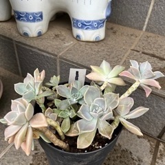 植物✴︎多肉🪴①朧月🪴鉢いっぱい❗️の画像