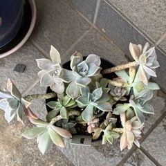 植物✴︎多肉🪴①朧月🪴鉢いっぱい❗️の画像