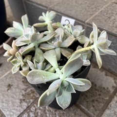 鉢いっぱい❗️🌱多肉✴︎朧月🌱②の画像