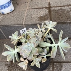 鉢いっぱい❗️🌱多肉✴︎朧月🌱②の画像