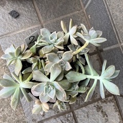 鉢いっぱい❗️🌱多肉✴︎朧月🌱②の画像