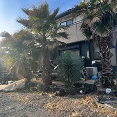 ヤシの木🌴　【6月限定】お安く手に入れるチャンス⭐️