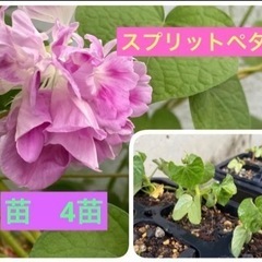 フリル咲がかわいいスプリットペタル　4苗