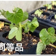 フリル咲がかわいいスプリットペタル　4苗の画像