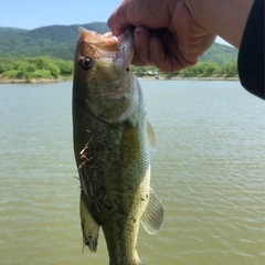 バス釣り
