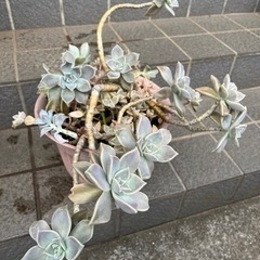多肉植物✴︎朧月です🪴10年以上の🪴の画像