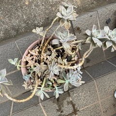 多肉植物✴︎朧月です🪴10年以上の🪴の画像