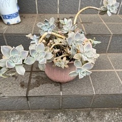 多肉植物✴︎朧月です🪴10年以上の🪴の画像