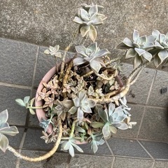 多肉植物✴︎朧月です🪴10年以上の🪴の画像