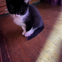 子猫2匹里親募集します。生後2ヶ月です。里親さん決まりました。あ...