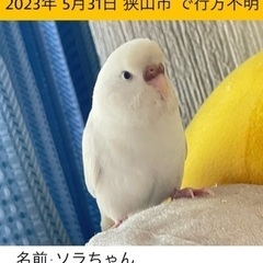 セキセイインコを探しています