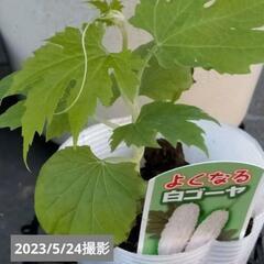 白ゴーヤ苗 《果樹苗などと交換希望》