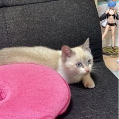 アレルギー発症の為。