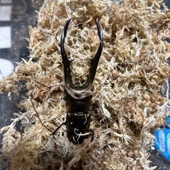 メタリフェルホソアカクワガタ　雄のみ　2頭います