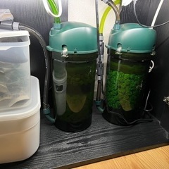 ゴールデンレオパードタティア1
 の画像