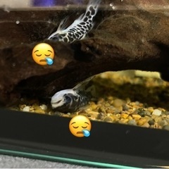 ゴールデンレオパードタティア2
の画像
