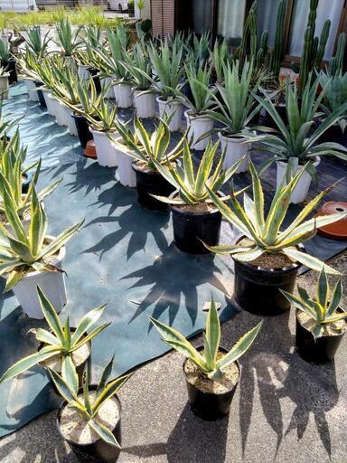 植物　アガベ　アメリカーナ