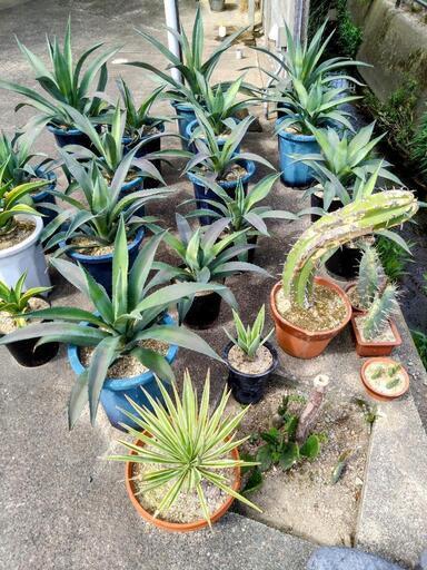 植物　アガベ　アメリカーナ