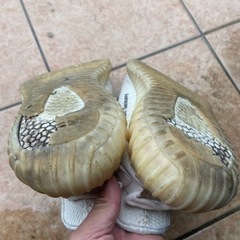 アディダス　イージーブーストの画像