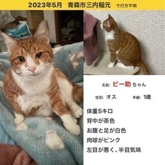 迷子の猫を探しています。