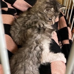 仔猫男の子　一時ストップ終了しました