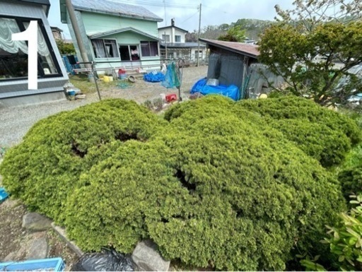 知床真柏　襟裳真柏