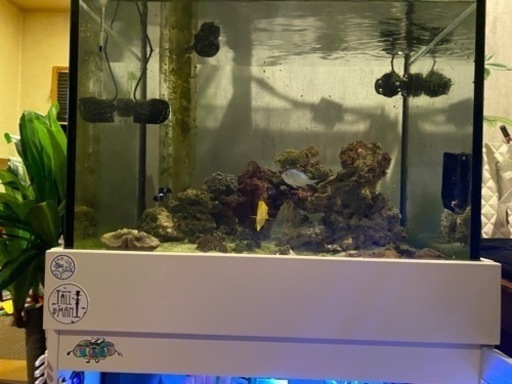 海水水槽 引退 一式 まとめ