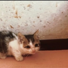 子猫 里親募集