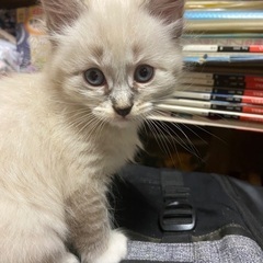 【一時応募中止!!】2匹の子猫たちのご両親になって頂ける方募集!!
