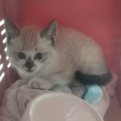 子猫　良縁ありがとうございます。