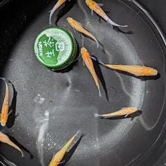 オレンジラメ　メダカ