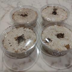 【交渉中】ケイスケギラファ幼虫４頭セット　６月４日（虫の日）価格